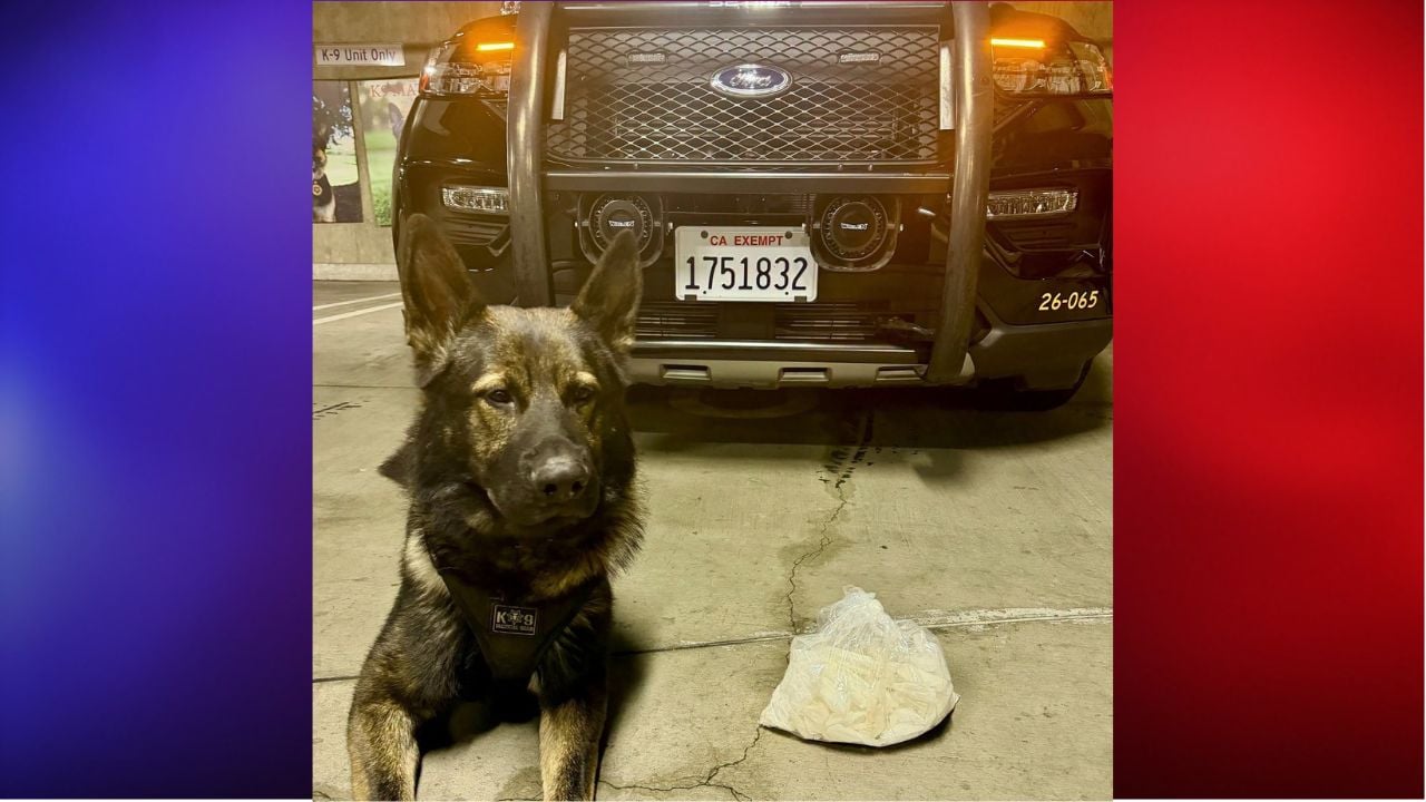 Dog finds meth