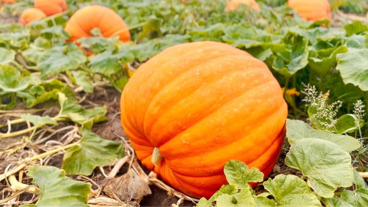 GH Bates Nut Farm Pumpkin Patch