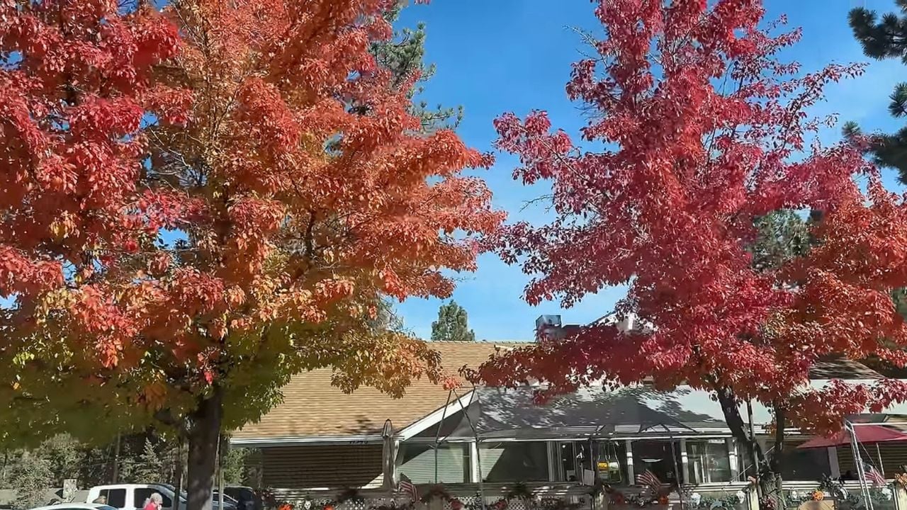 GH Big Bear CA Foliage