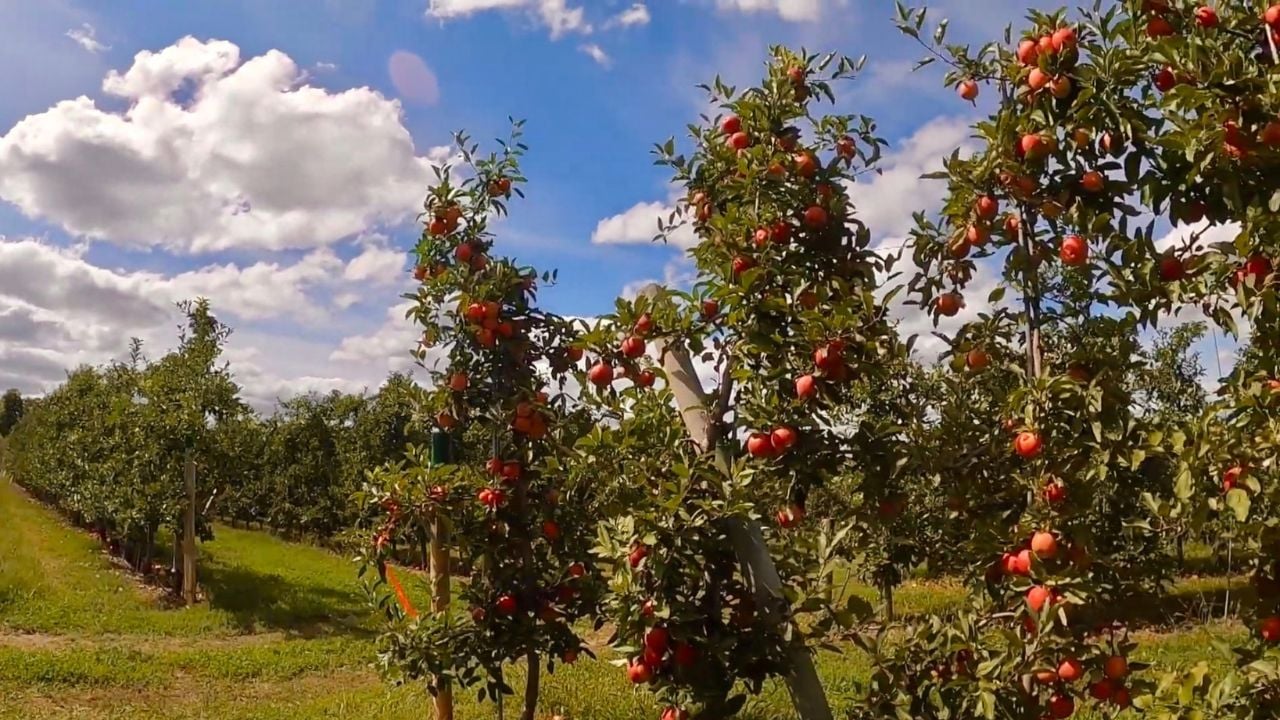GH Minards Family Farm and Apple Orchard New York