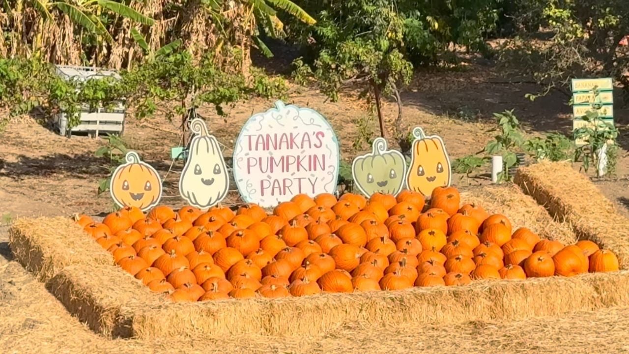 GH Tanaka Farms Pumpkin Patch