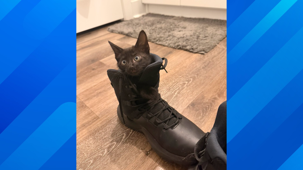 Kitten rescued from highway