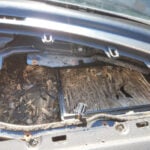 Mechanic Investigates Horrible Smell Inside 2001 Volkswagen Beetle, Discovers What Looks Like an Entire Rodent Home
