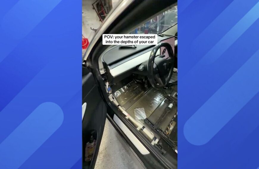 Tesla Taken to Mechanic After Pet Hamster “Escaped Into the Depths of the Car.” The Fix Wasn’t Cheap