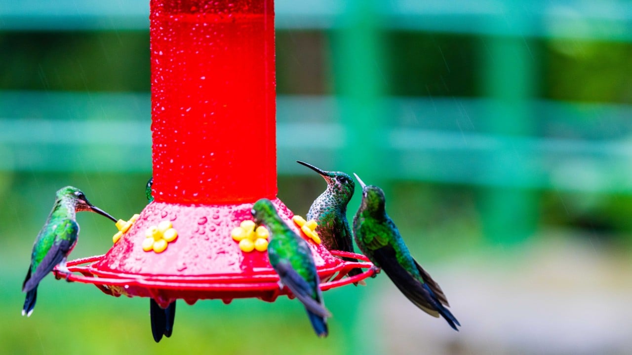 hummingbirds on a feeder in costa rica