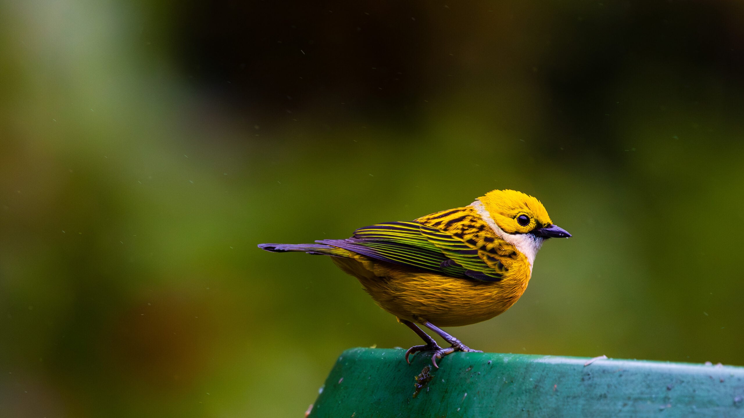 a yellow bird on a metal post